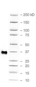 Human/Mouse/Rat GAPDH Antibody 2275-PC-100
